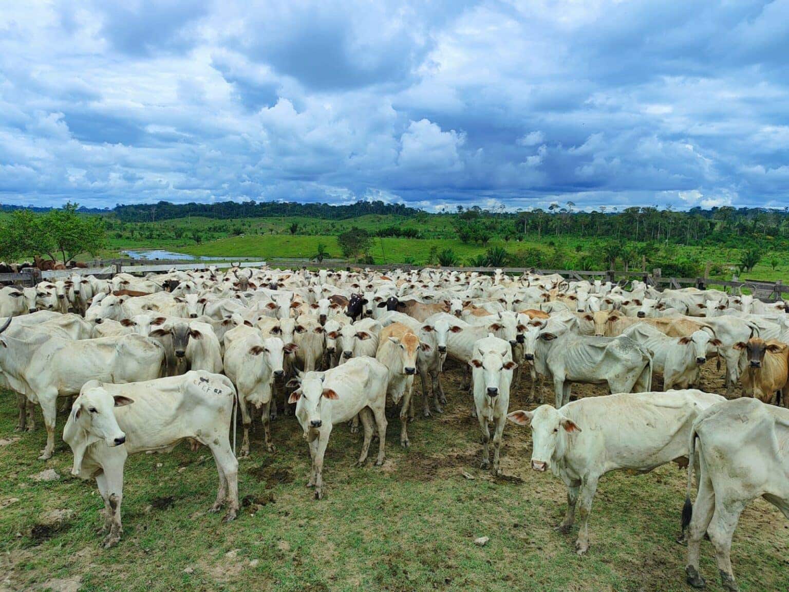 Idaf prorroga prazo para Declaração de Rebanhos e reforça campanha de vacinação contra a brucelose no Acre