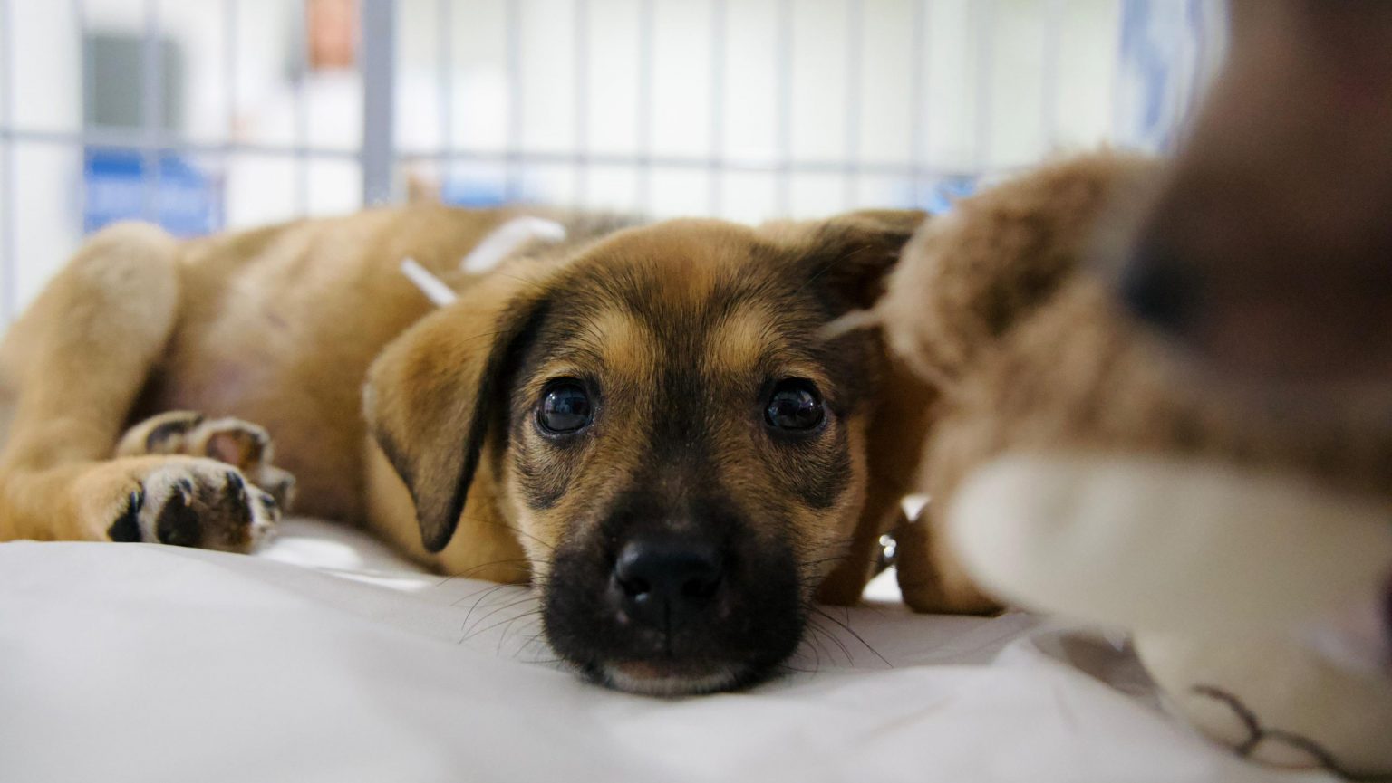 Rio Branco promove Feira de Adoção de Pets com vacinação antirrábica gratuita