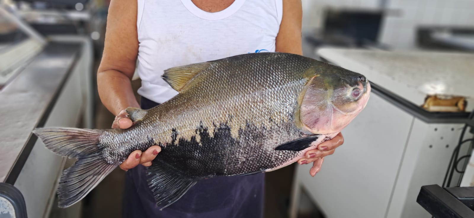 Prefeitura de Rio Branco prepara Ceasa e mercados públicos para a 15ª Feira do Peixe
