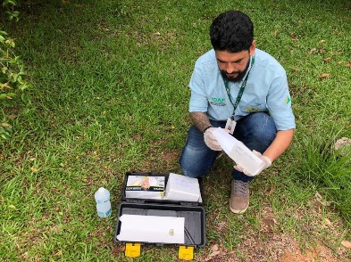 Acre amplia rede de monitoramento com instalação de novas armadilhas para prevenir entrada da mosca-da-carambola